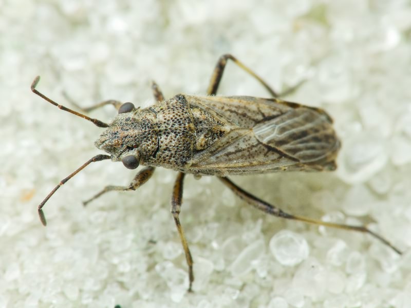 Ortholomus punctipennis (Herrich-Schäffer, 1838)
